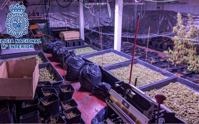 La Policia Nacional desmantella una plantació de marihuana a Polinyà | Cedida